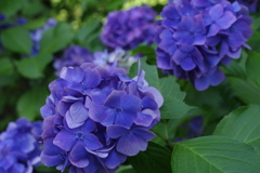 紫陽花