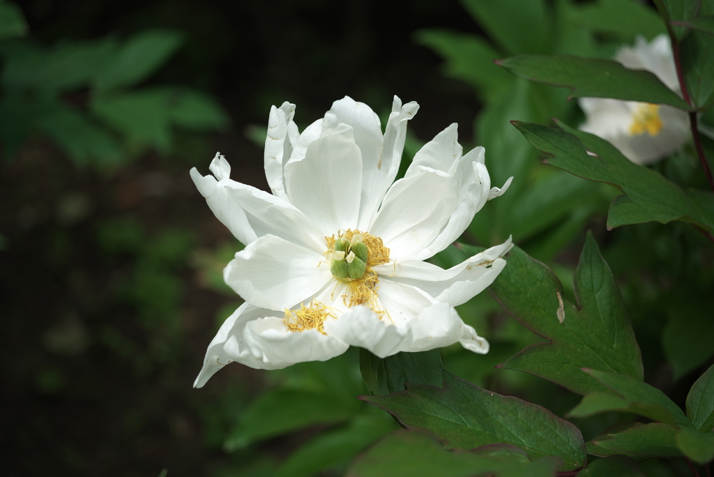 花の終わり１