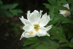 花の終わり１