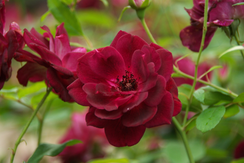 秋雨の金曜日（秋バラ２）