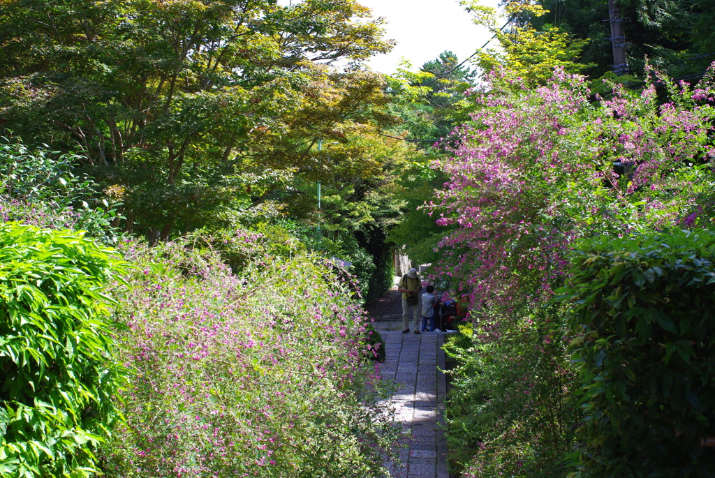 萩の寺２