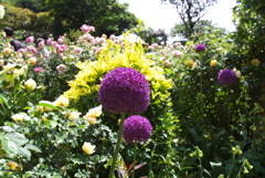 花より団子？