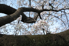 さくら