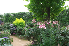 百合と紫陽花２