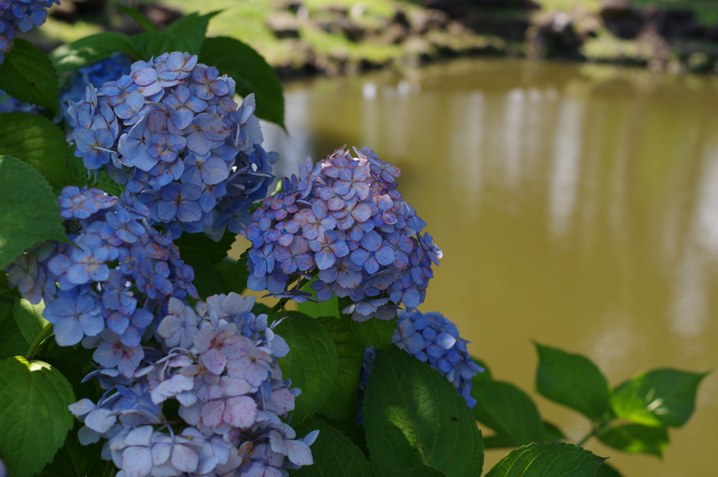 池と紫陽花