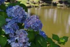 池と紫陽花