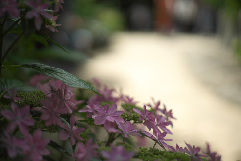 暗がり紫陽花２