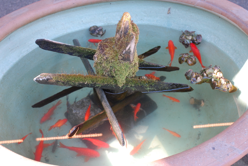早春の金魚
