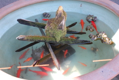 早春の金魚