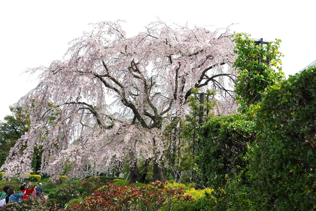 しだれ桜