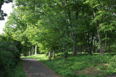 雑木林の広場