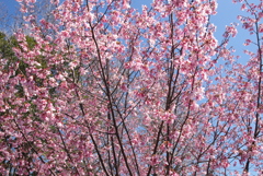 玉縄桜1