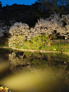 水に映る夜桜２