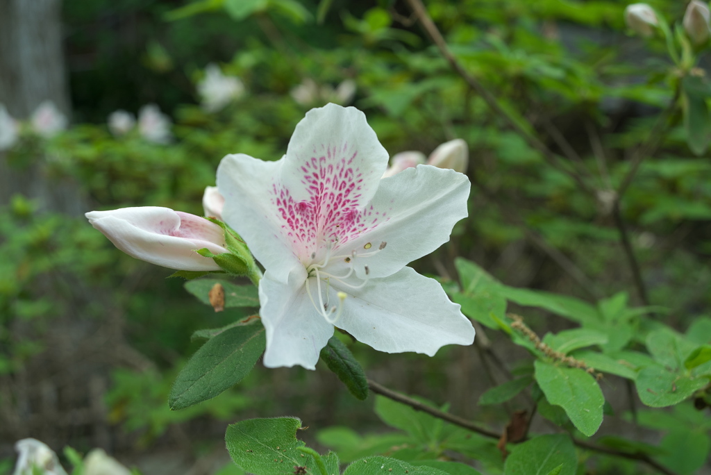 花の中から見られている