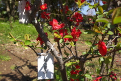 木瓜の花