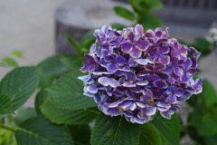 夏のアジサイ３