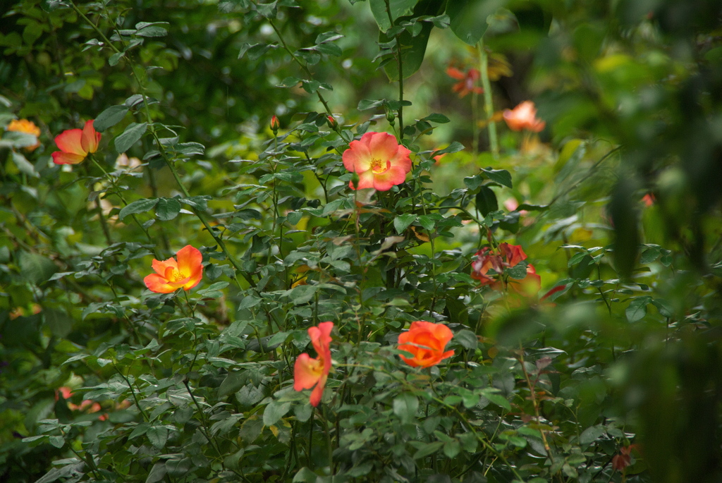 秋雨の金曜日（秋バラ３）