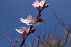 玉縄桜２