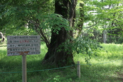 大事にされている大木