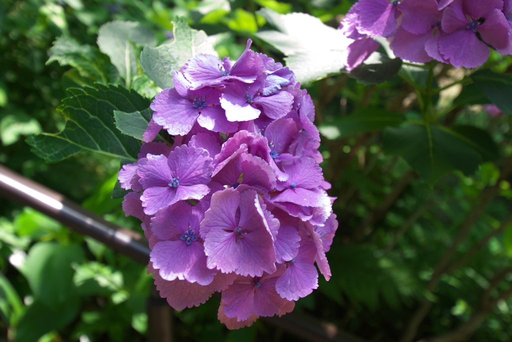 鮮やか紫陽花