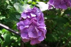 鮮やか紫陽花