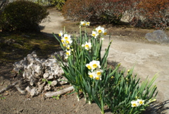 水仙の花と葉