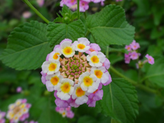 花の中に咲く花