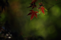紅葉