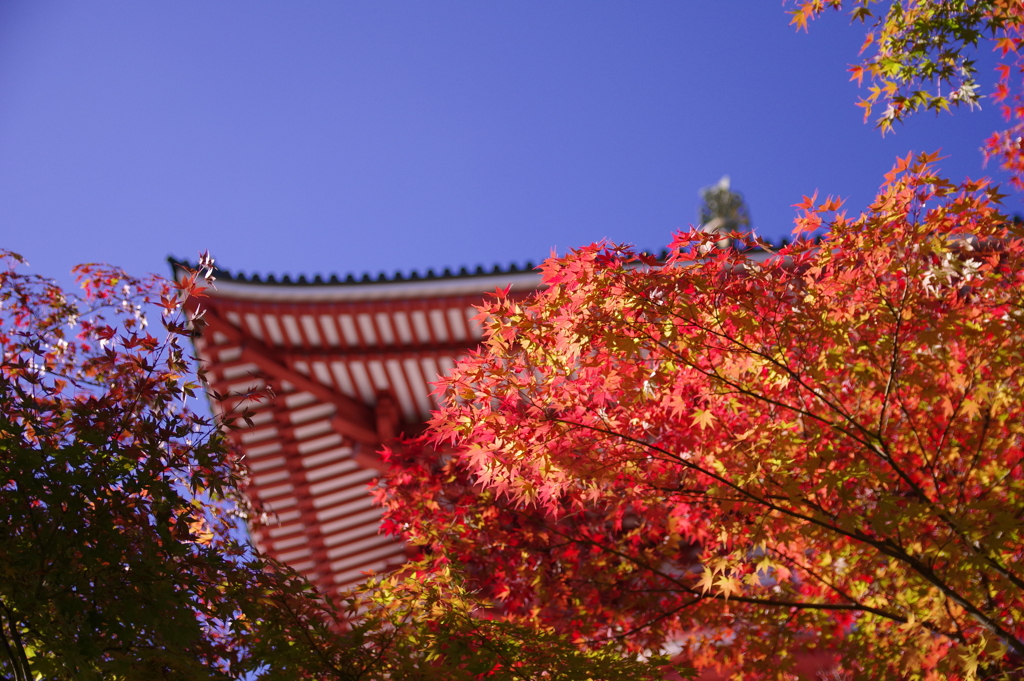 大塔と紅葉