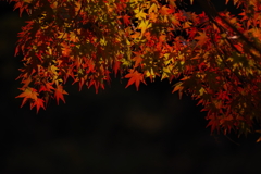 紅葉２