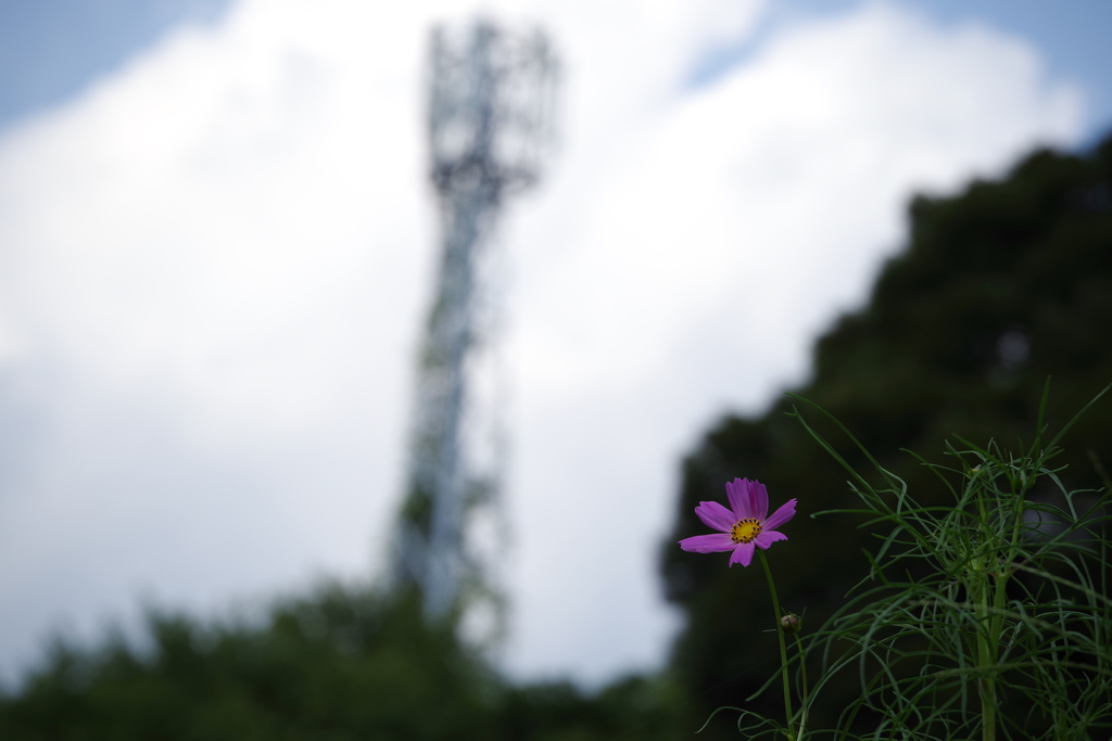 秋も近い