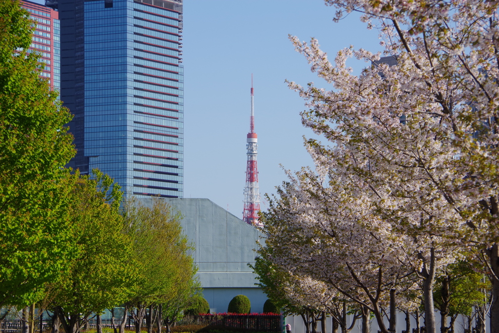ビルと桜と東京タワー