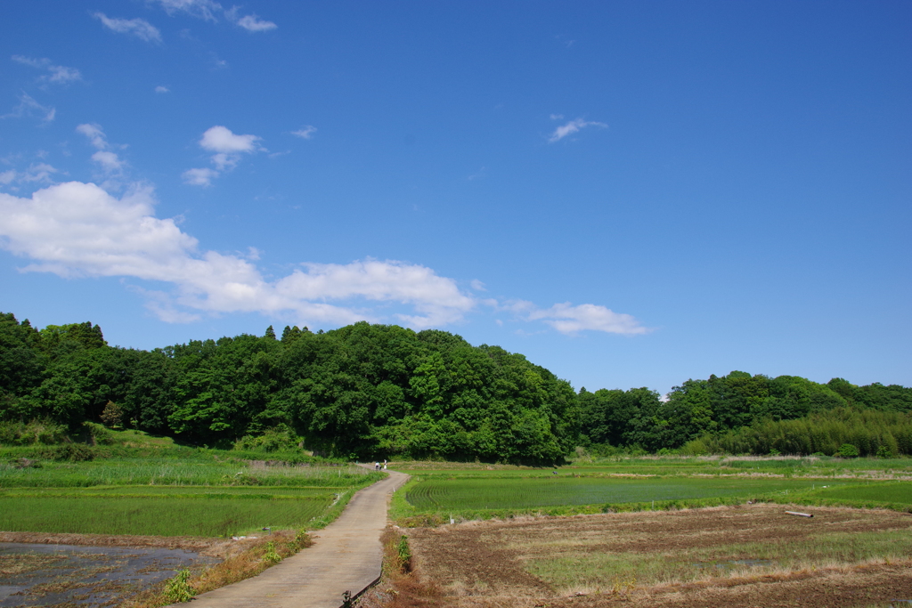 お散歩風景