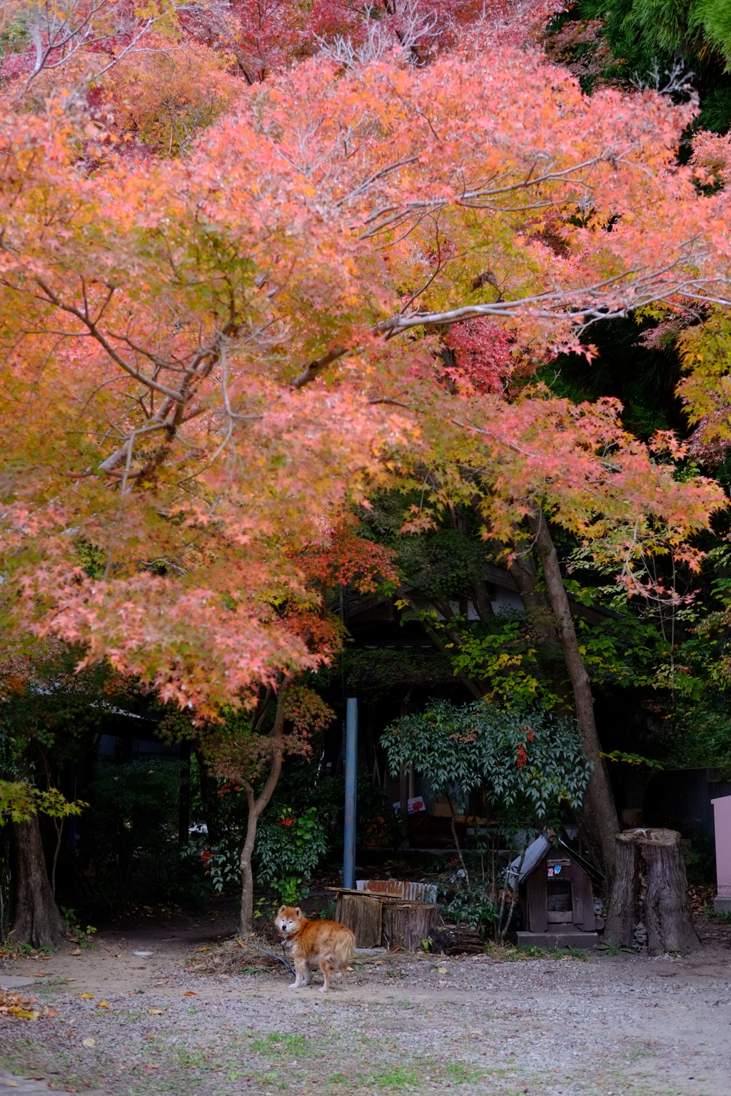 79ab75af-7189-44bd-905b-e02362b3c63b-1_a