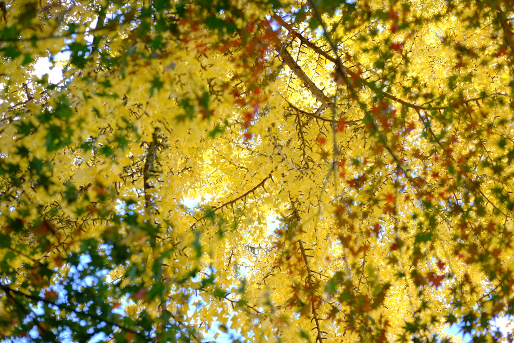 79ab75af-7189-44bd-905b-e02362b3c63b-1_a