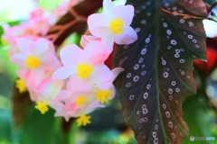 温室の花