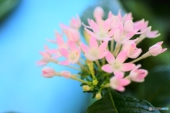 温室の花　