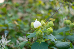 開花前の愛おしさ