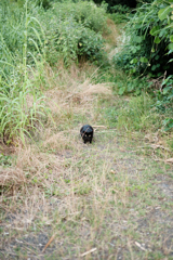 kuro
