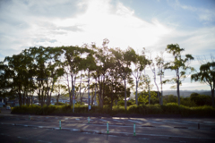 trees