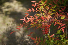 Autumn Is Coming