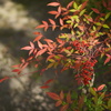 Autumn Is Coming