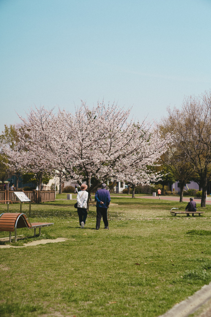 cherry blossom