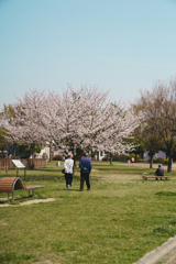 cherry blossom