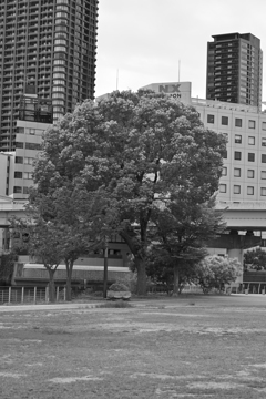 tree