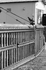 crow iii
