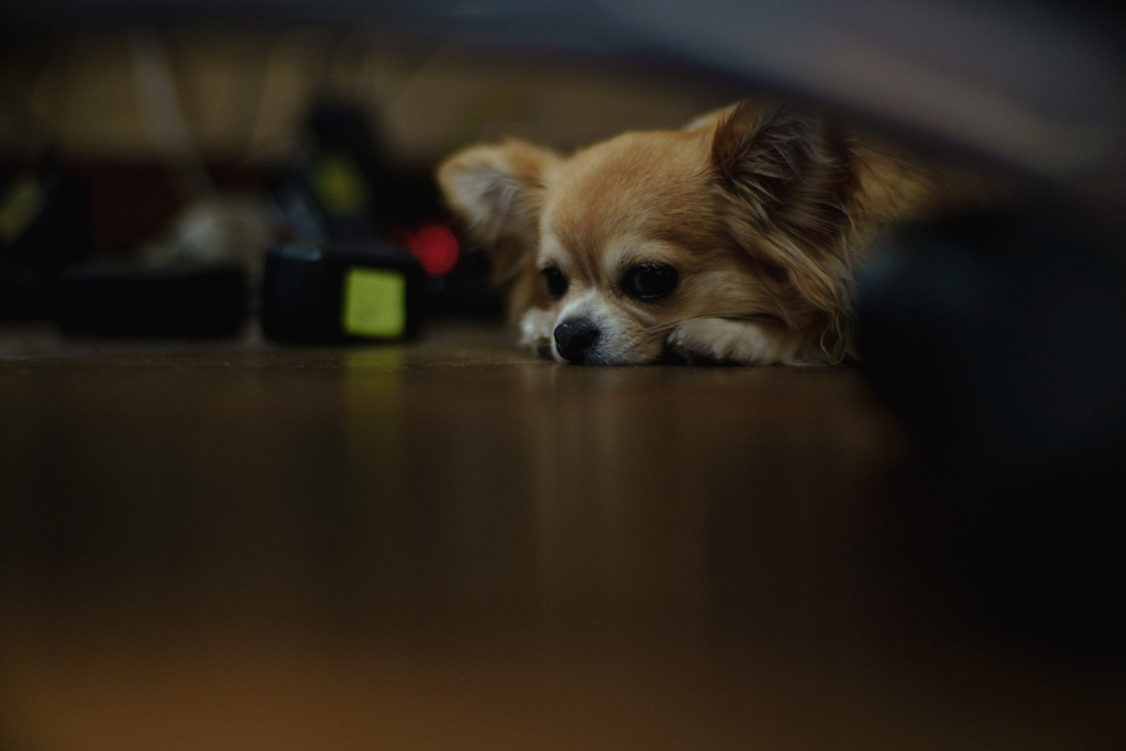 inu_ii