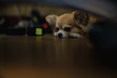 inu_ii