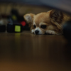 inu_ii