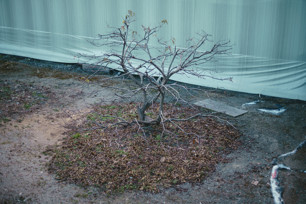 tree